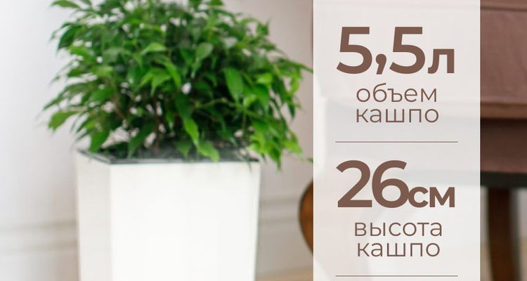 Большие горшки для цветов по выгодной цене с доставкой