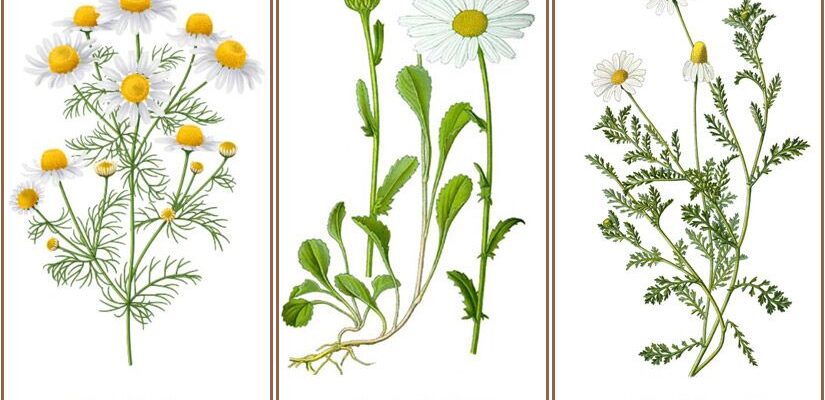 Ромашковый чай: польза и применение