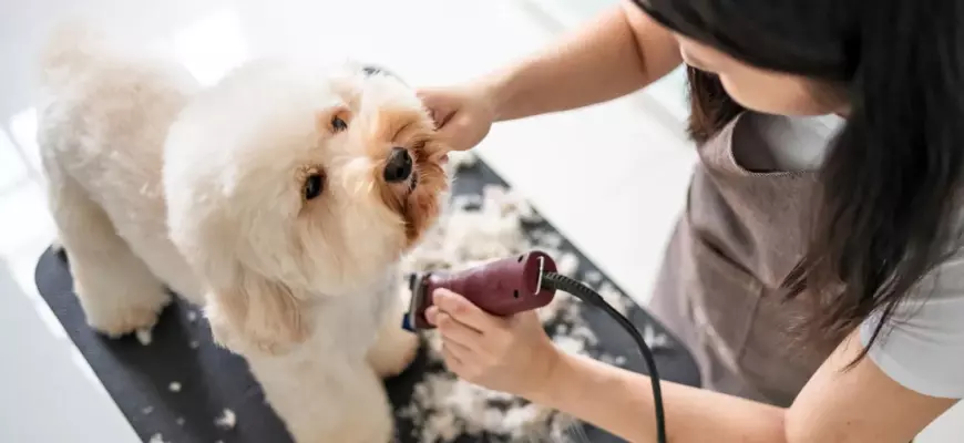 Груминг: Все, что вам нужно знать Груминг: Все, что вам нужно знать