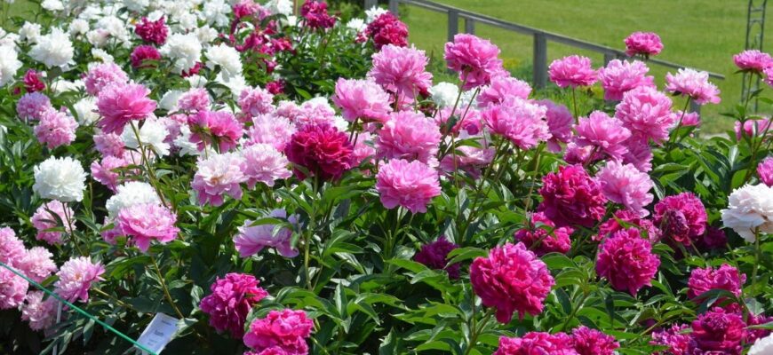 Советы по уходу и выращиванию пионов для вашего сада Советы по уходу и выращиванию пионов для вашего сада